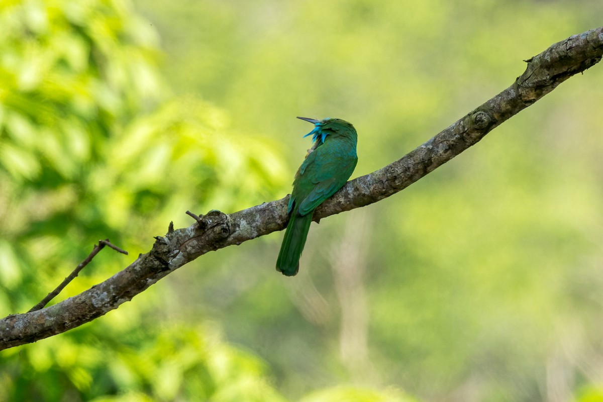 Blue-bearded Bee-eater - ML646173484