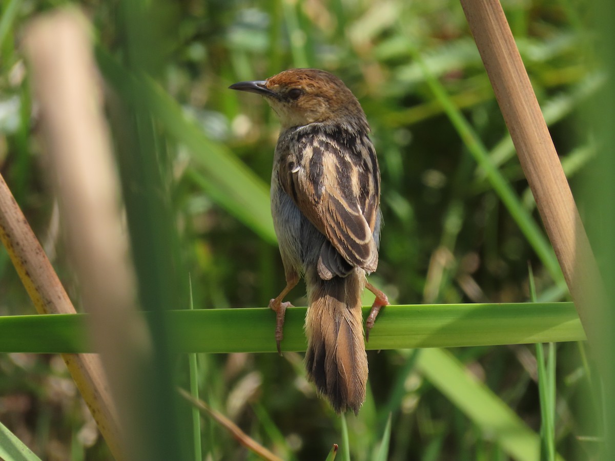 Winding Cisticola - ML646173489