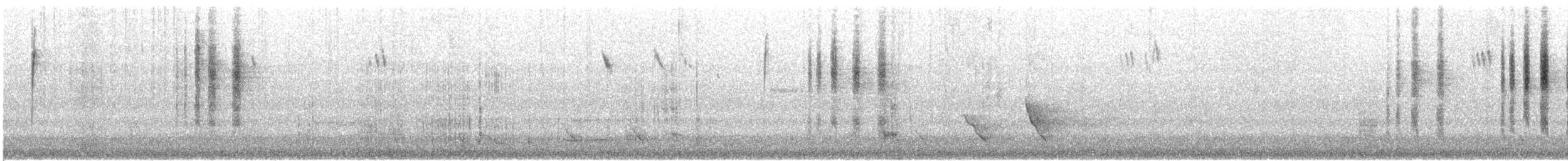 Blaubrust-Staffelschwanz - ML646173493