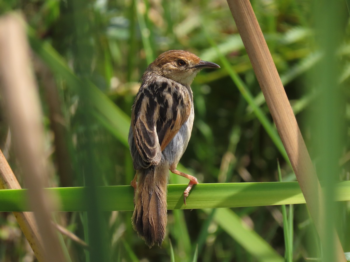 Winding Cisticola - ML646173494