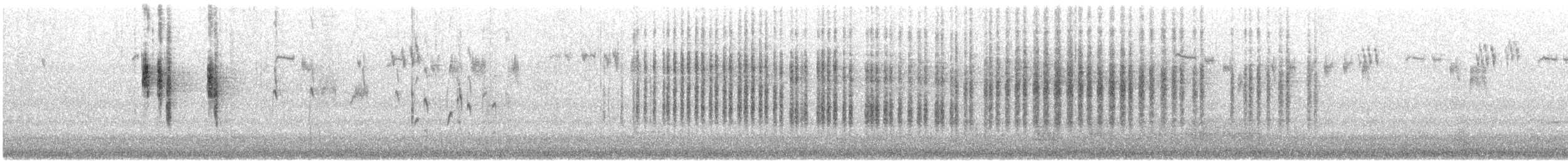 Blaubrust-Staffelschwanz - ML646173495