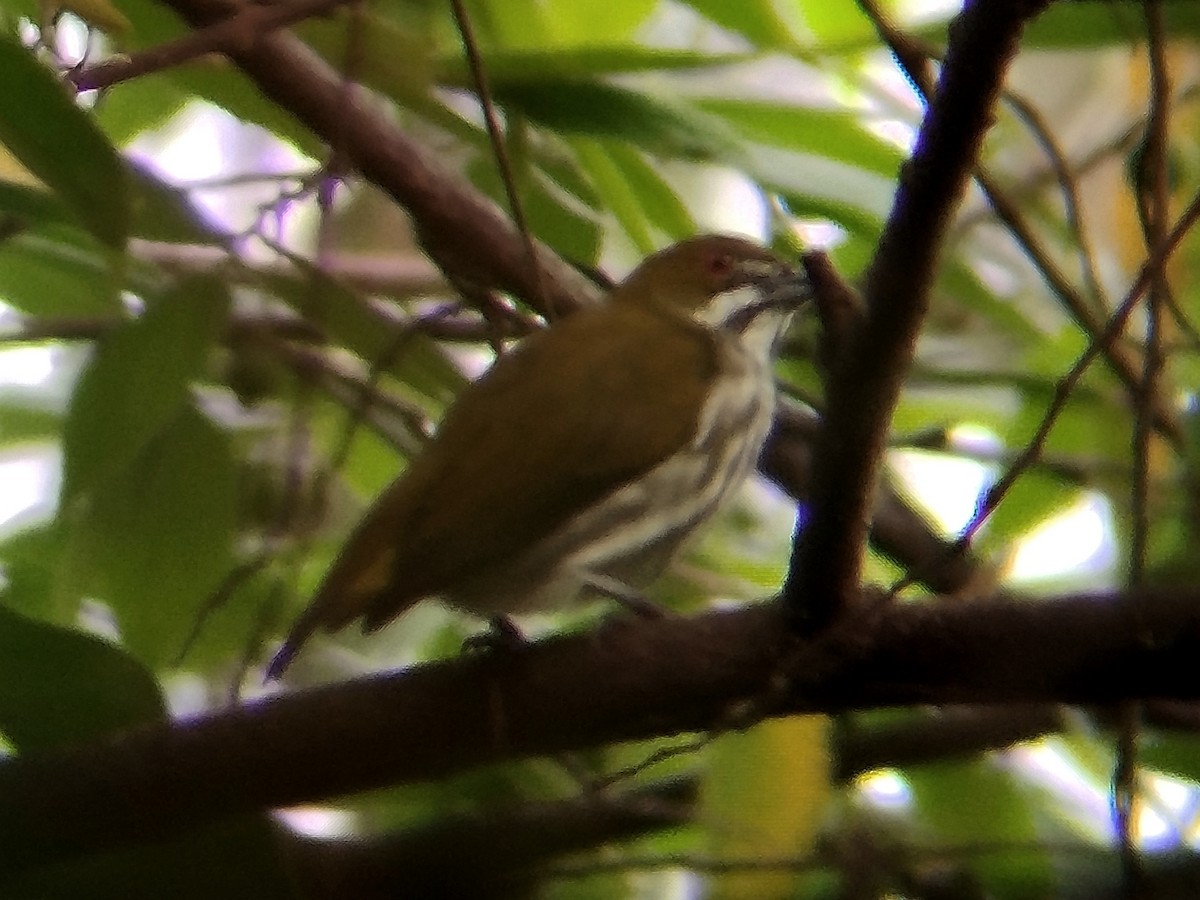 Yellow-vented Flowerpecker - ML646173497