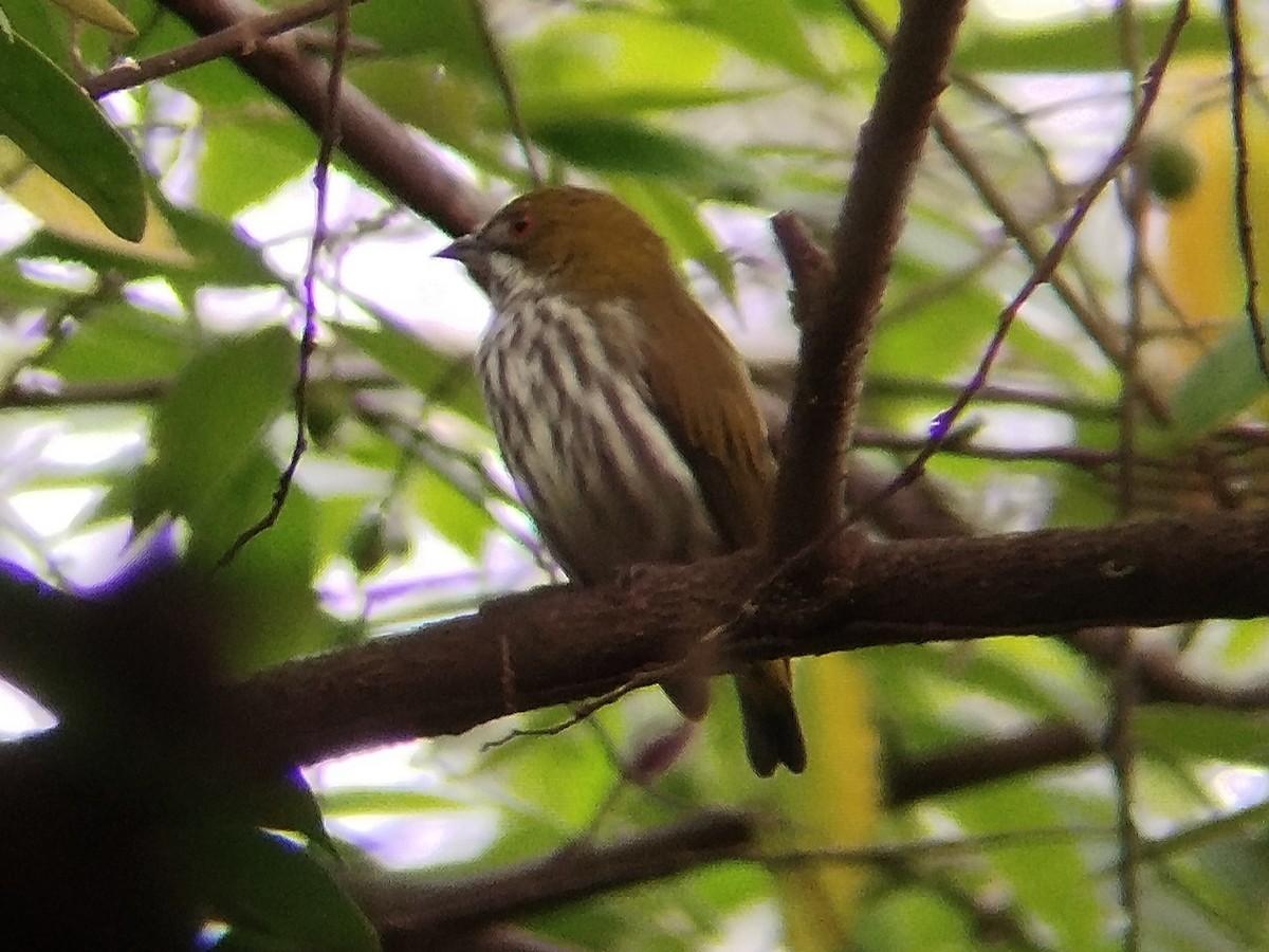 Yellow-vented Flowerpecker - ML646173498