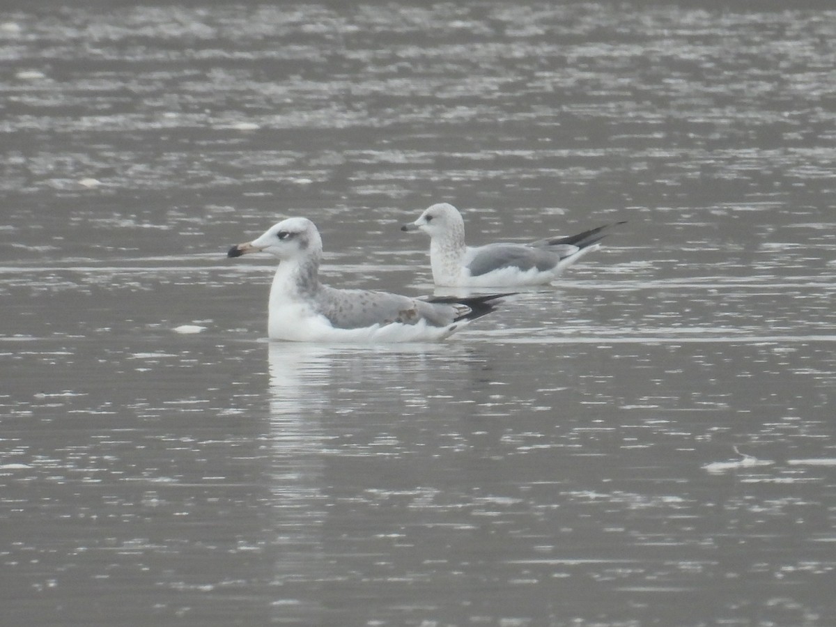 Kaiotzar burubeltza - ML646173502