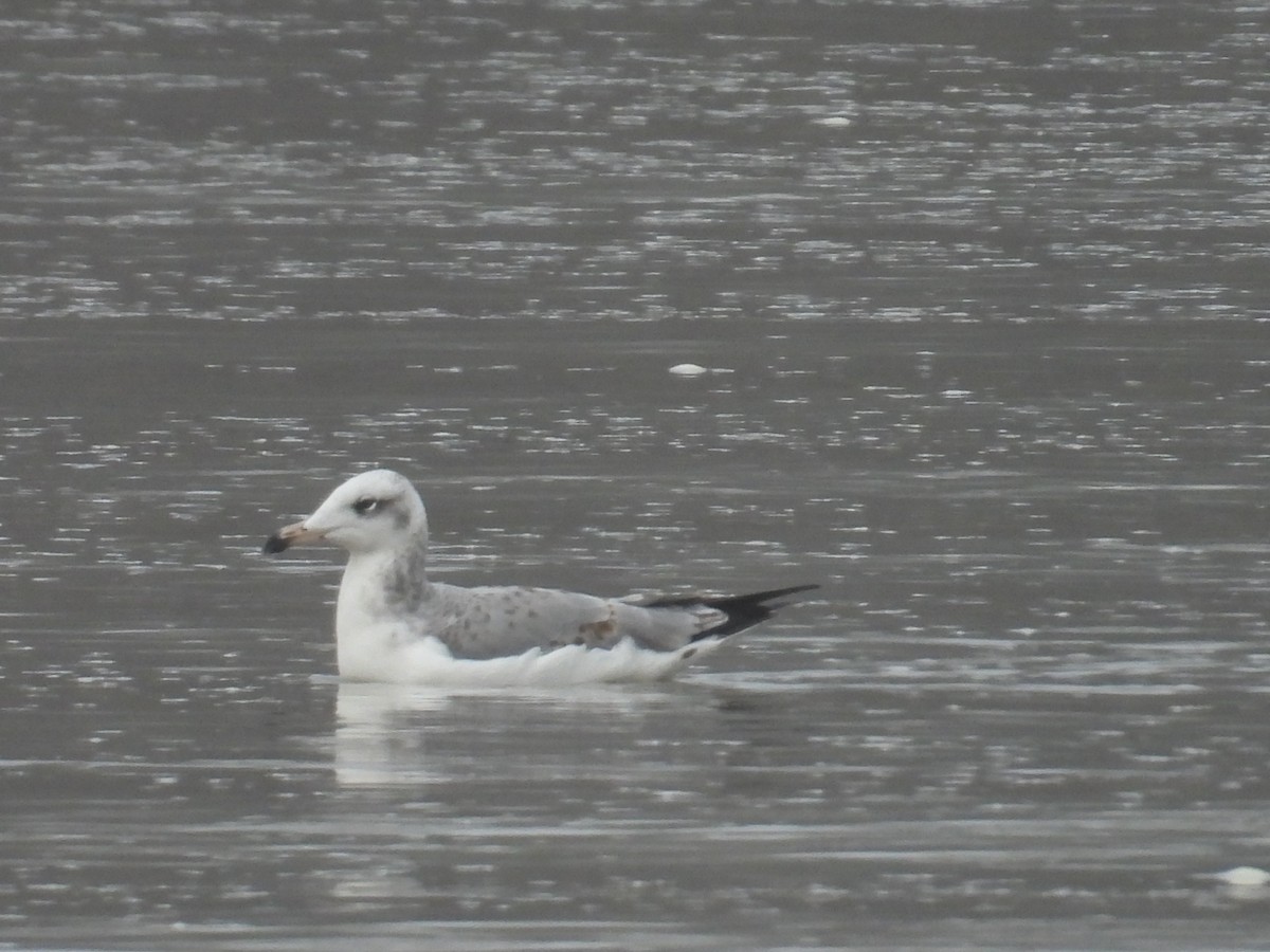 Kaiotzar burubeltza - ML646173503