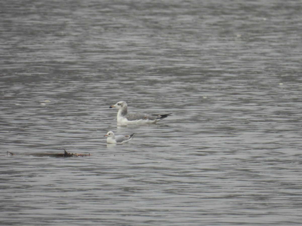 Kaiotzar burubeltza - ML646173504