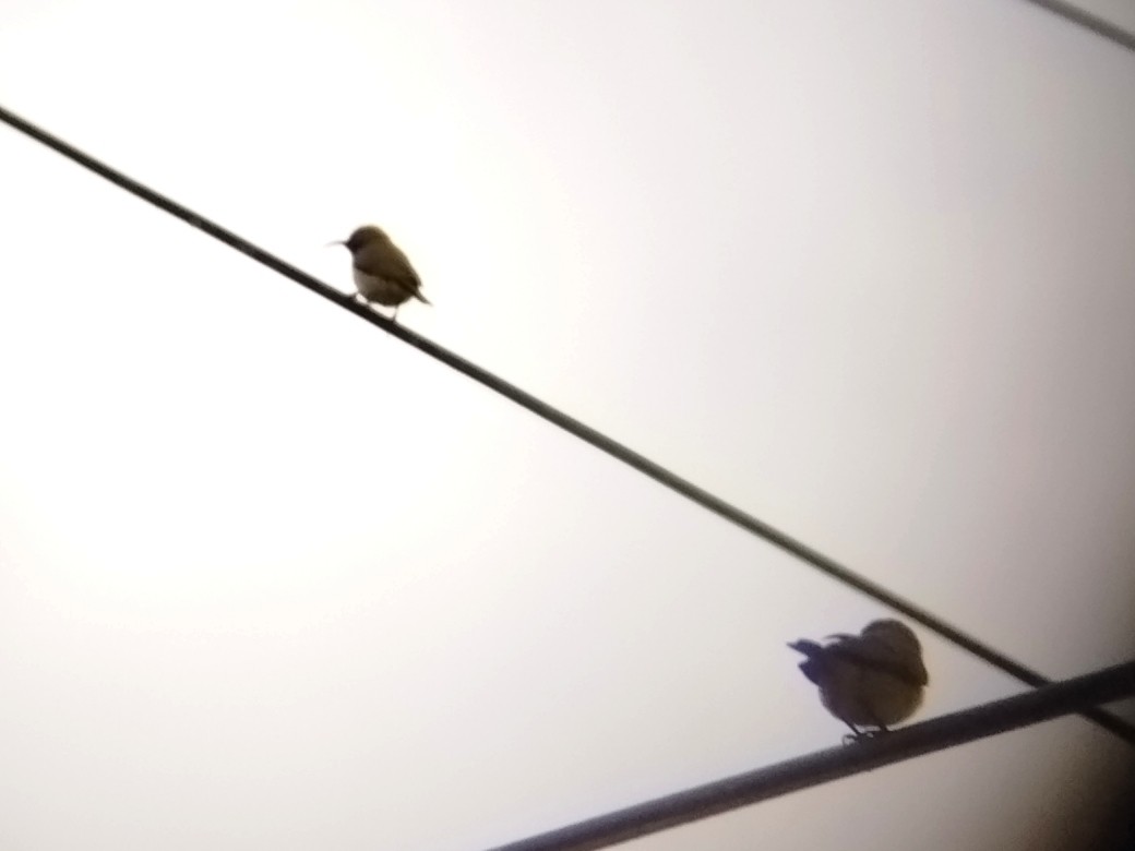 Ornate Sunbird - ML646173505