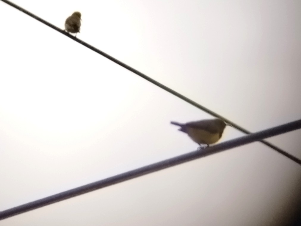 Ornate Sunbird - ML646173506