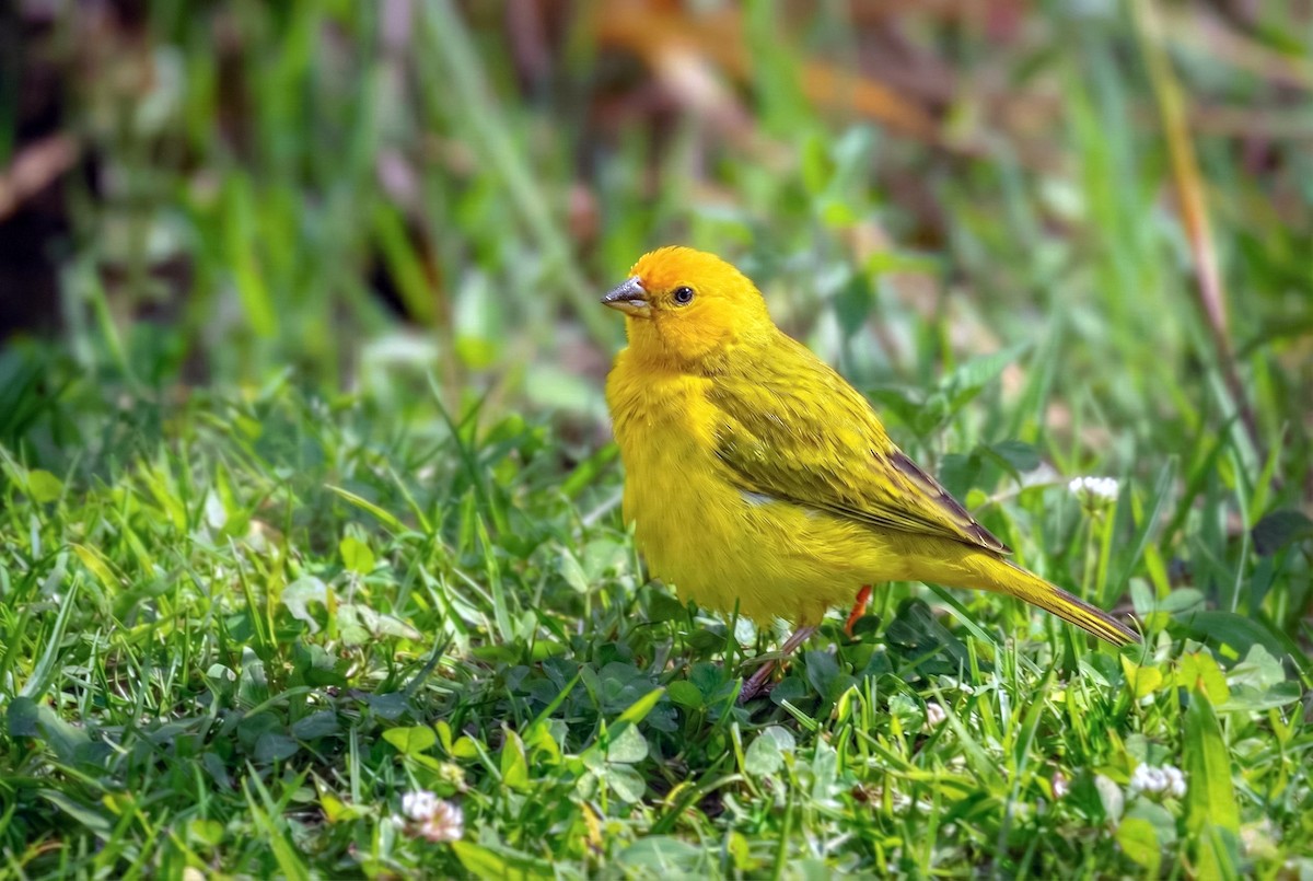 Saffron Finch - ML646173508