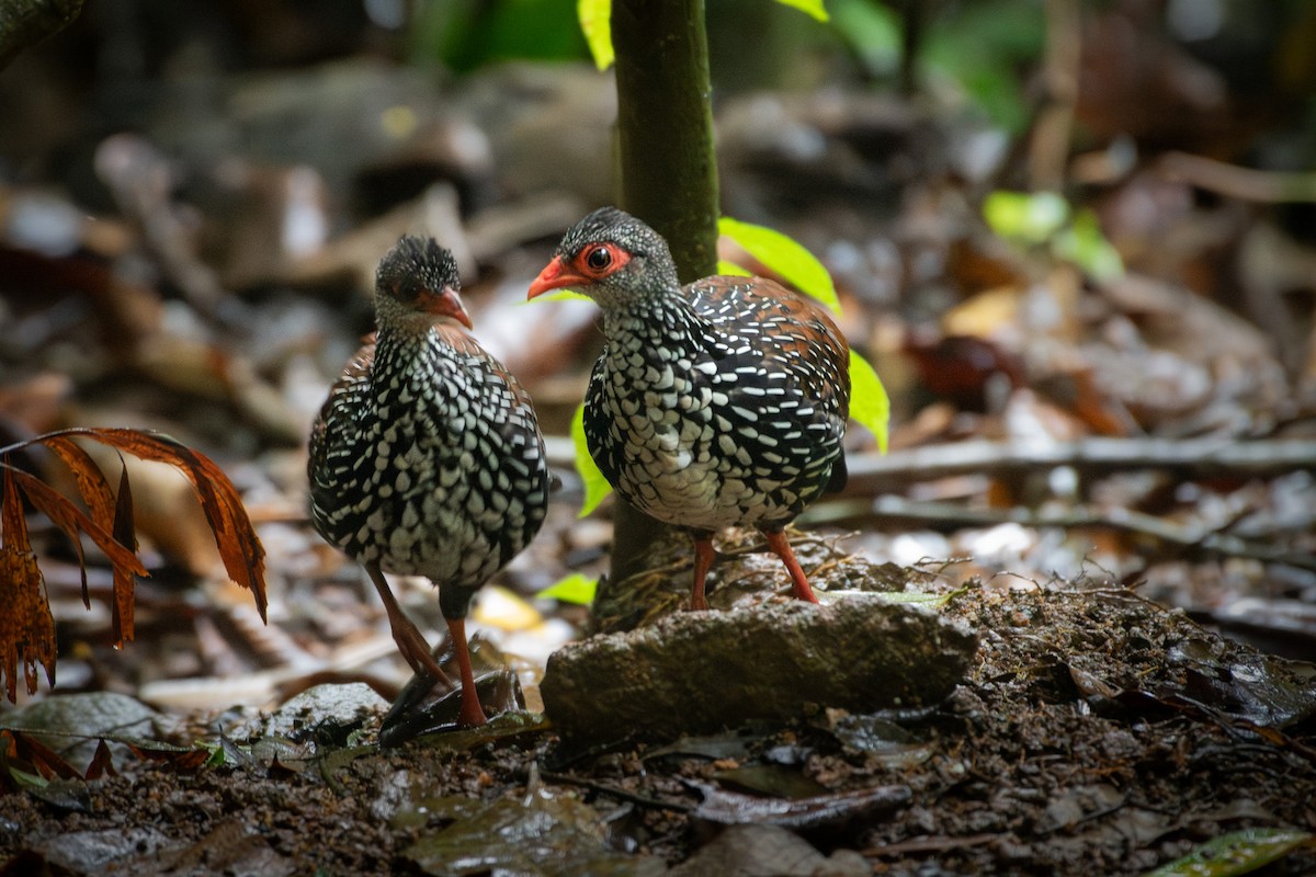 Sri Lanka Spurfowl - ML646173509