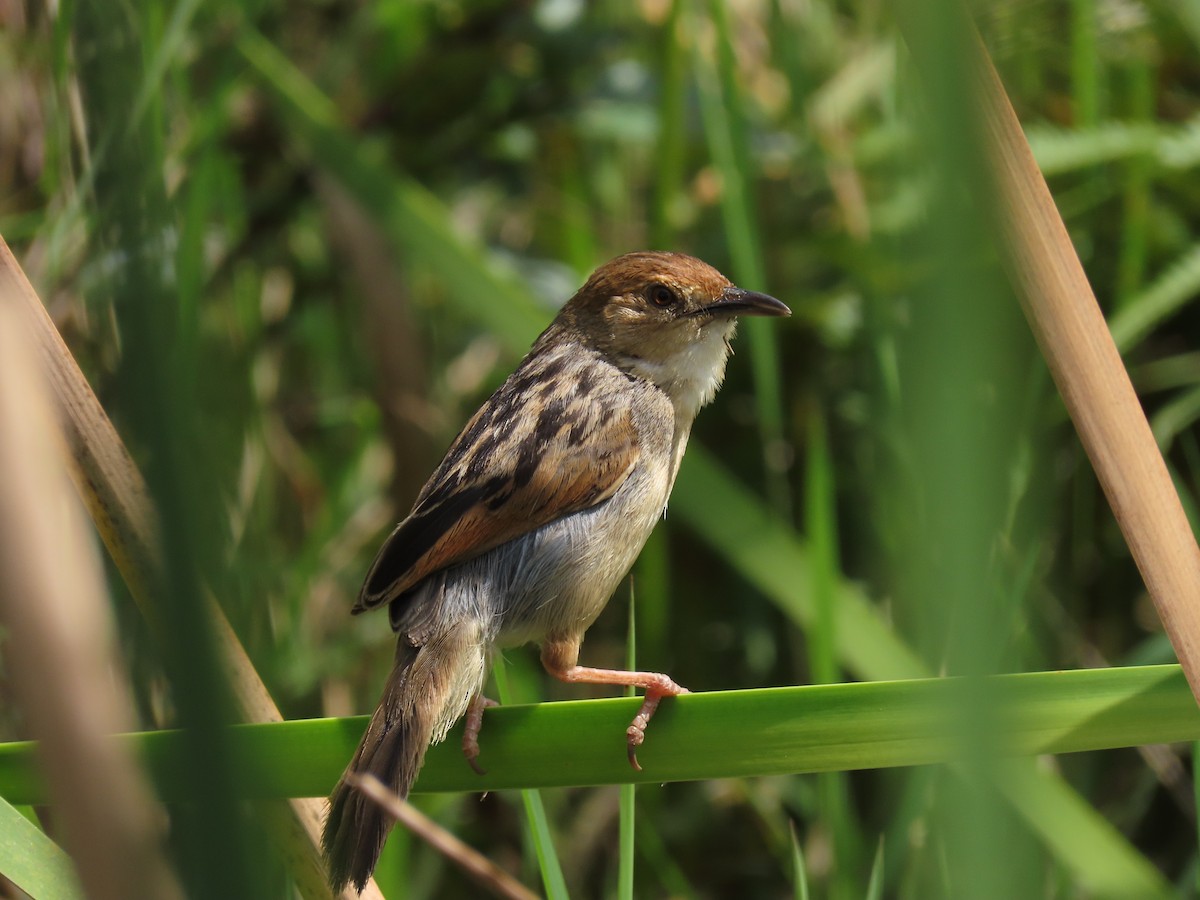 Winding Cisticola - ML646173513