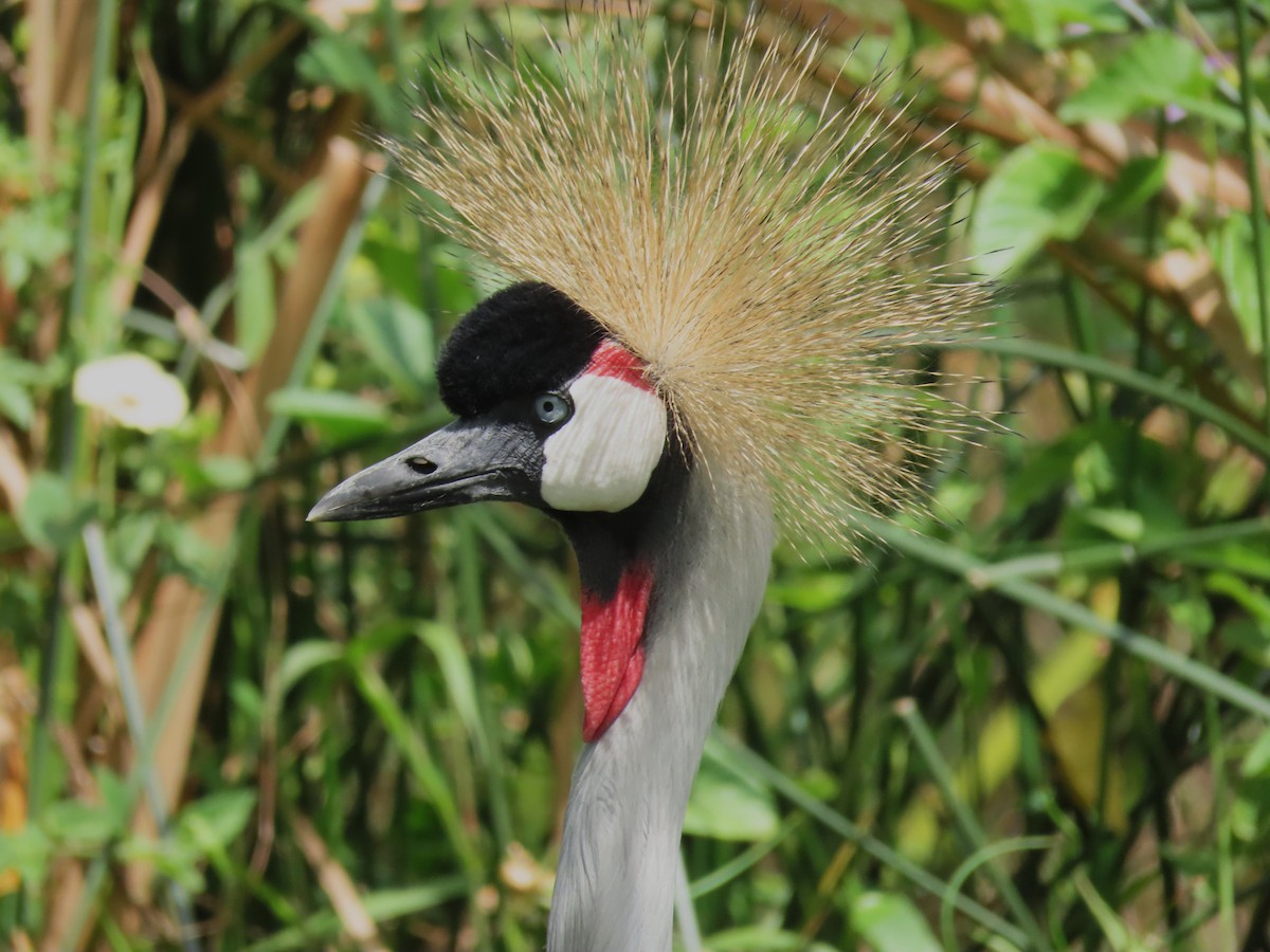 Kurlo koroadun argia - ML646173516