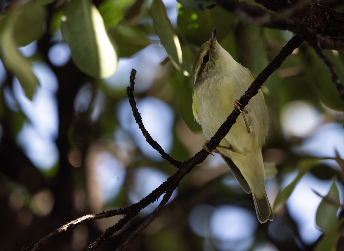 Txio marrabikoa - ML646173517