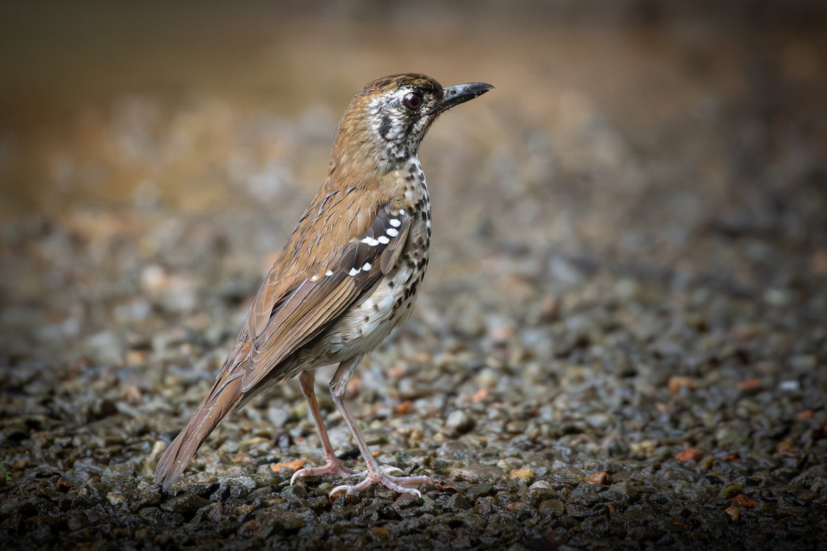 Spot-winged Thrush - ML646173518