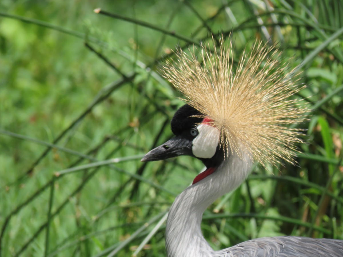 Kurlo koroadun argia - ML646173521