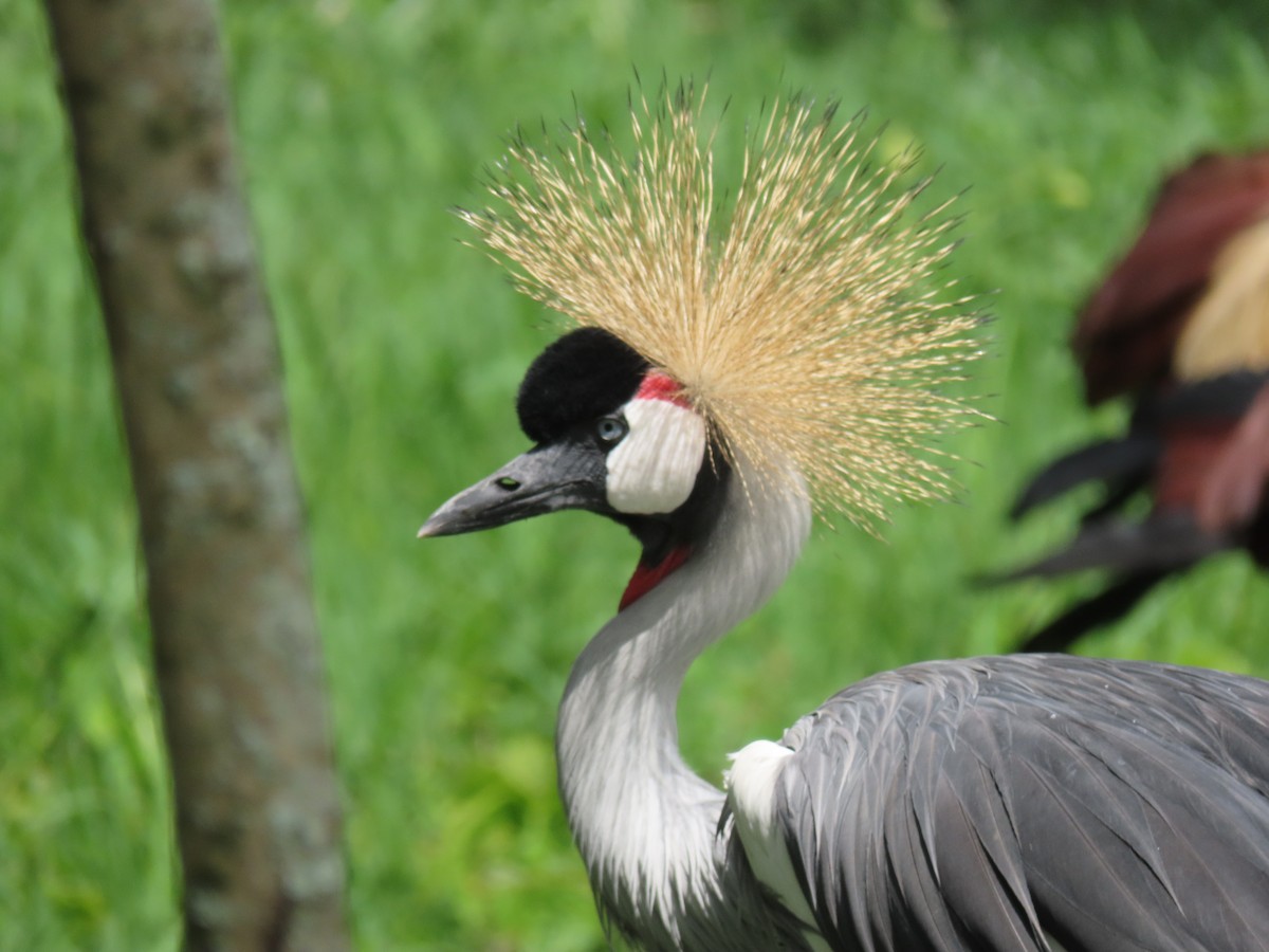 Kurlo koroadun argia - ML646173522