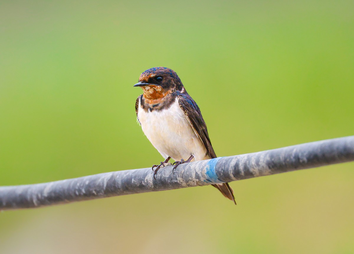 Enara arrunta - ML646173529