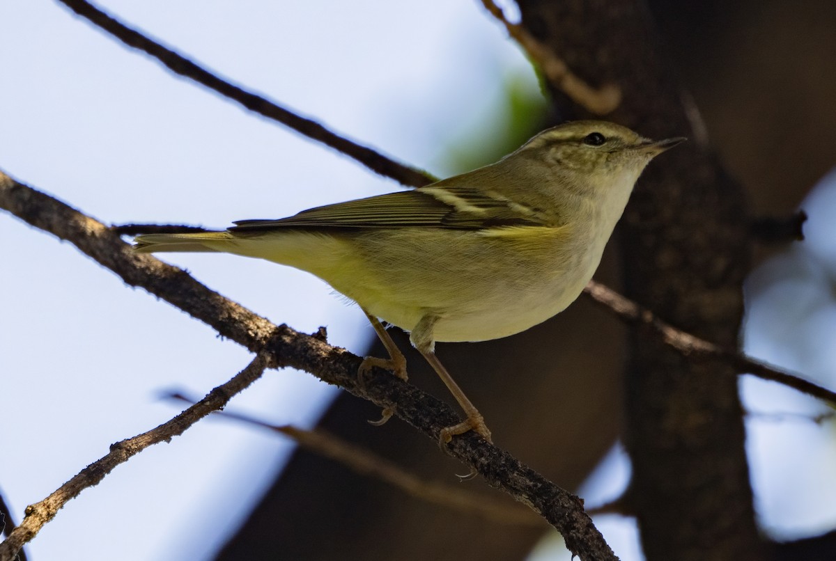 Txio marrabikoa - ML646173535