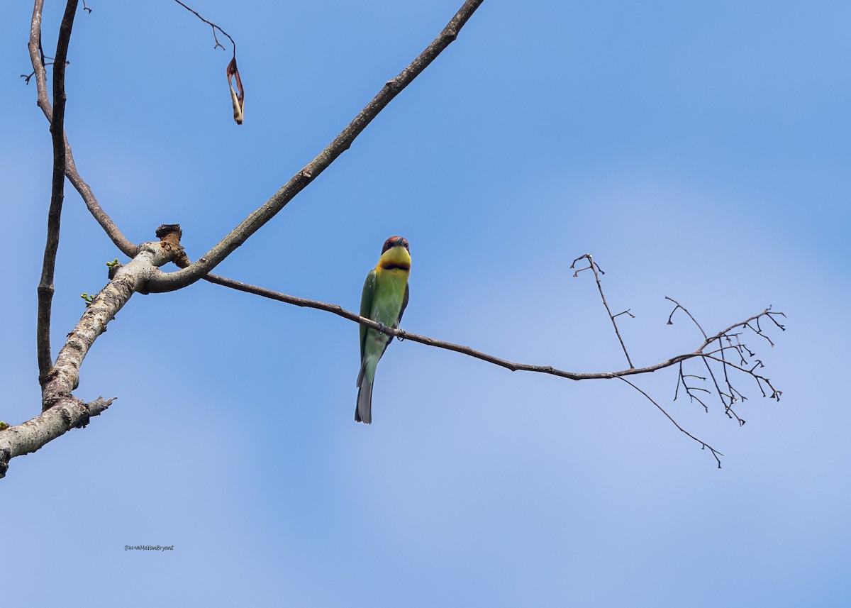 Chestnut-headed Bee-eater - ML646173538