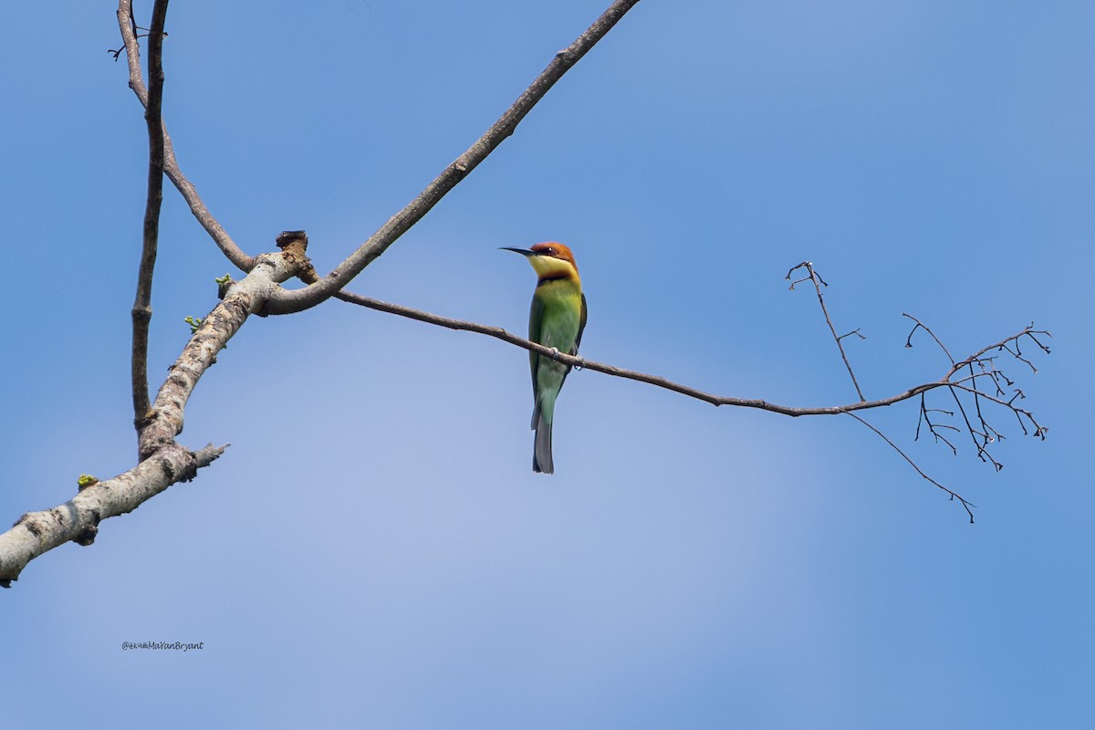 Chestnut-headed Bee-eater - ML646173539
