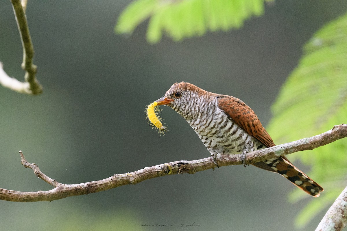 Violet Cuckoo - ML646173540