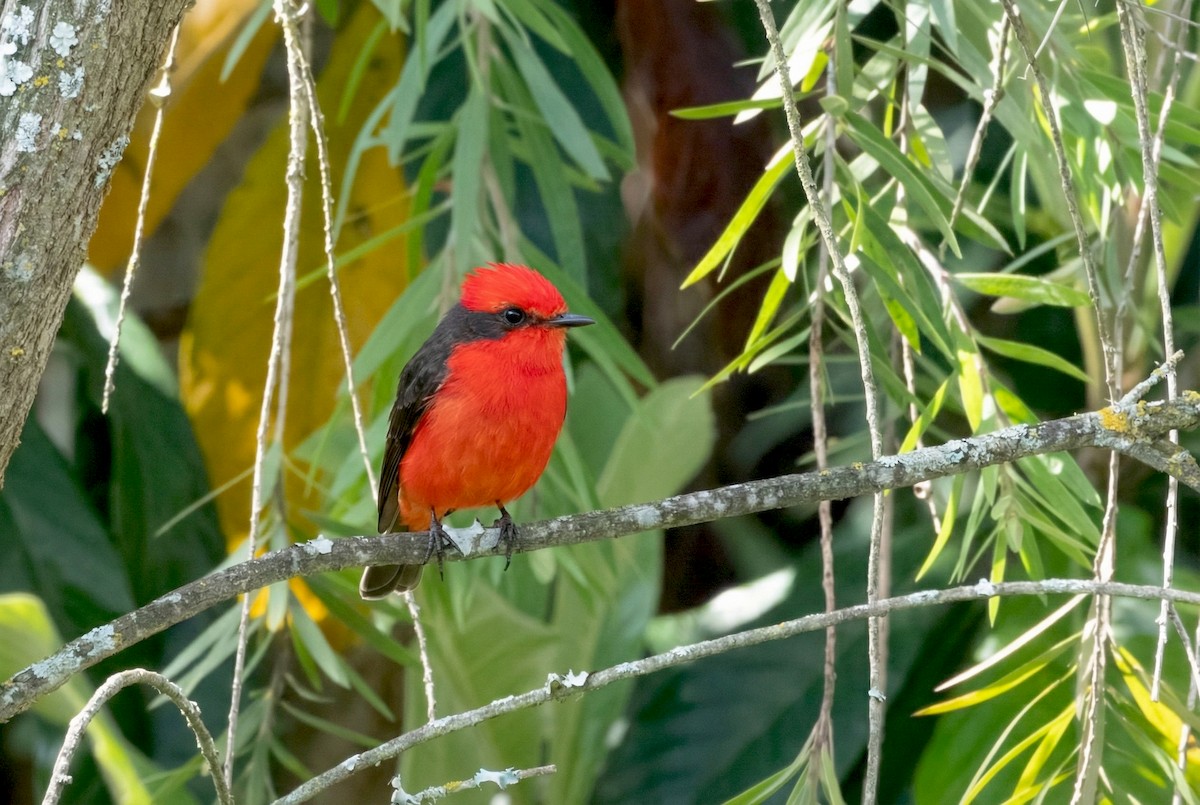 Vermilion Flycatcher - ML646173541