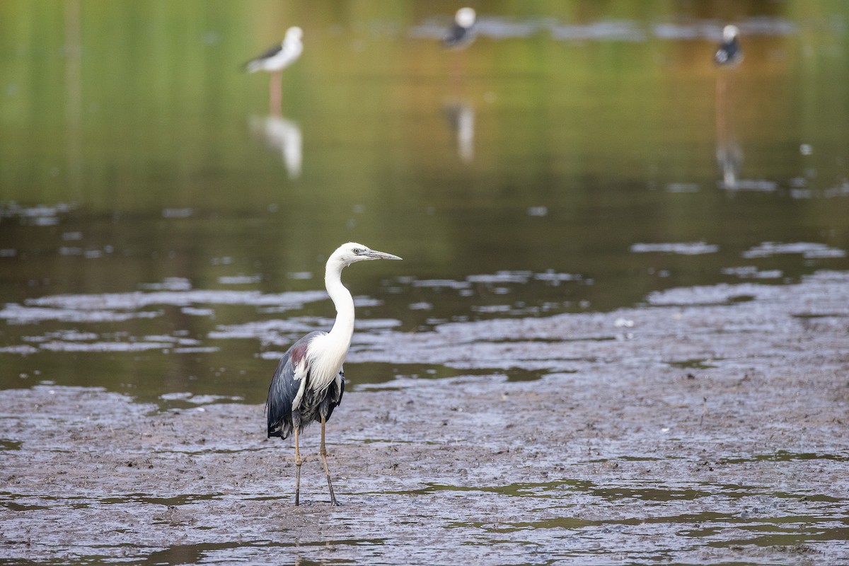 Weißhalsreiher - ML646173554