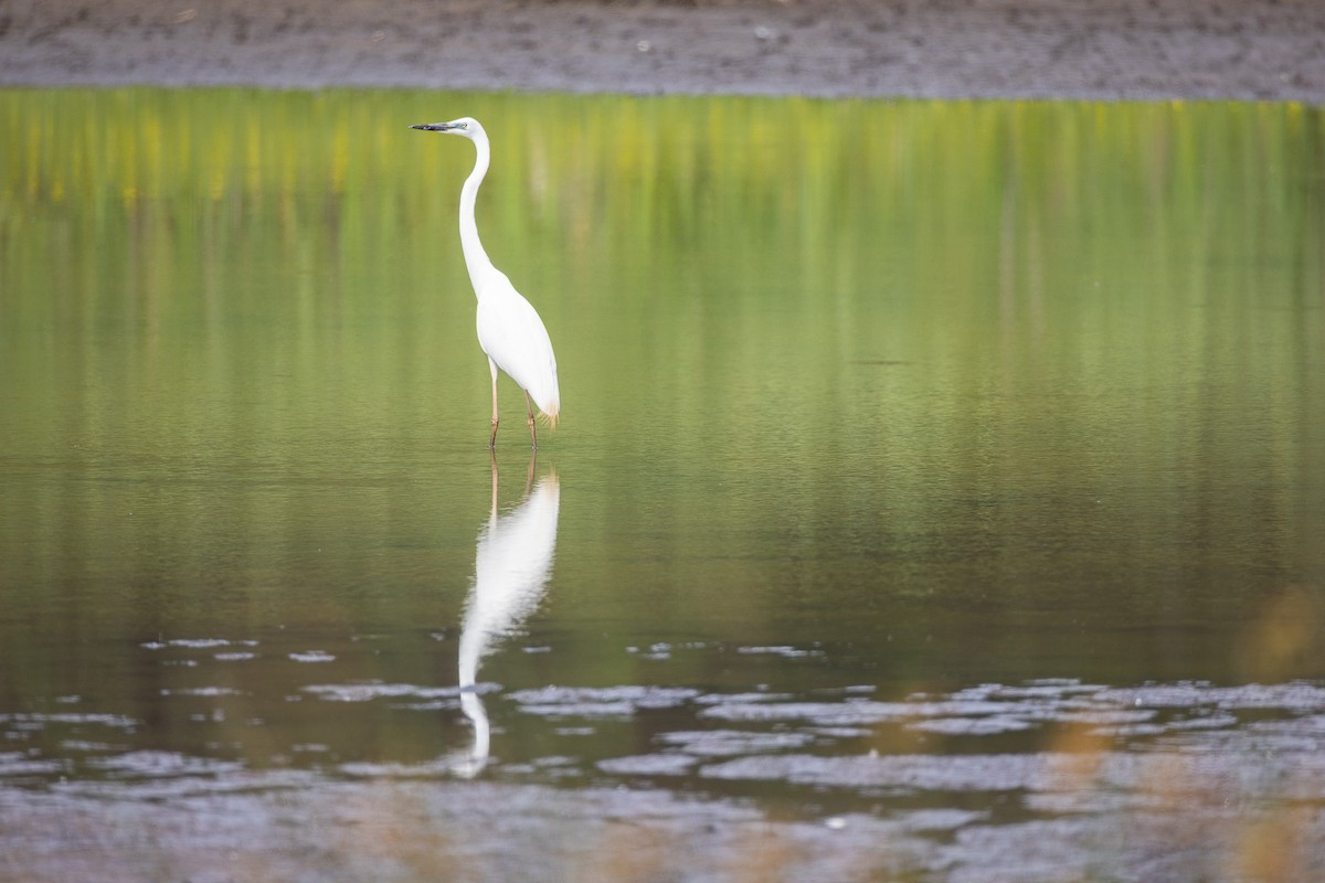 Silberreiher - ML646173558