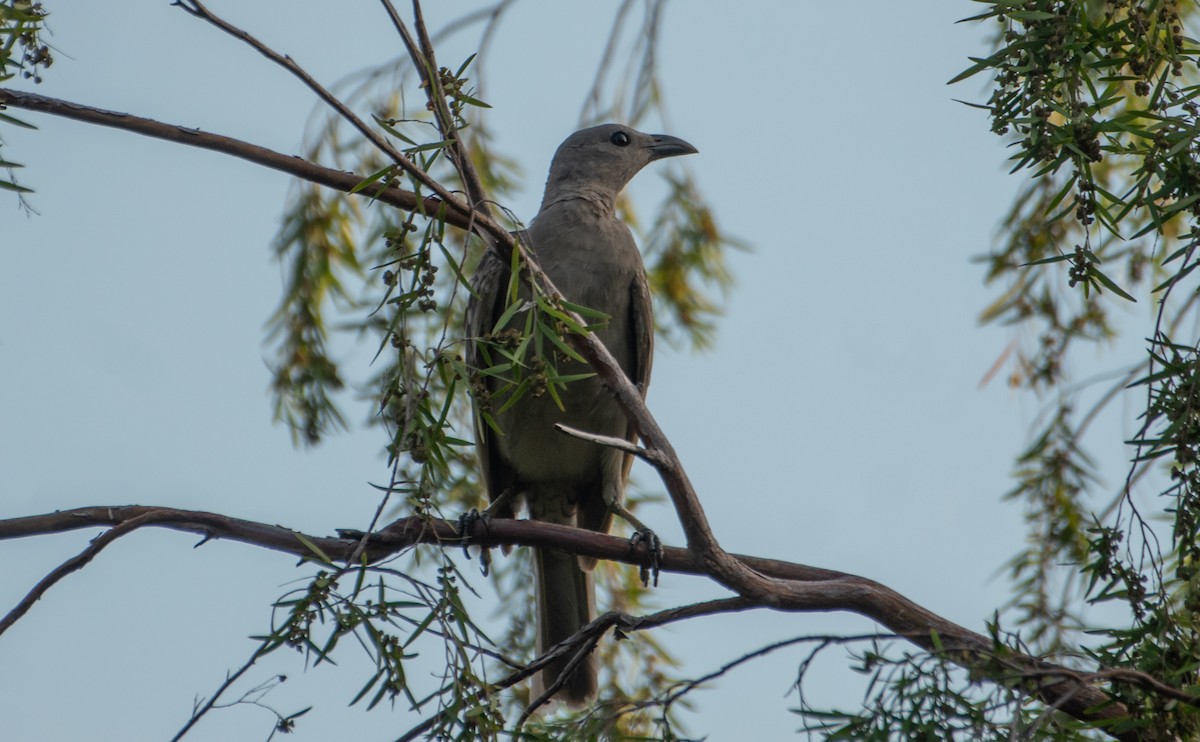 Great Bowerbird - ML646173560