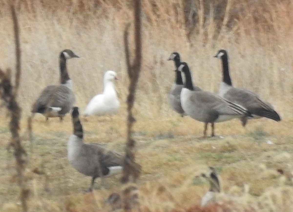 Ross's Goose - ML646173568
