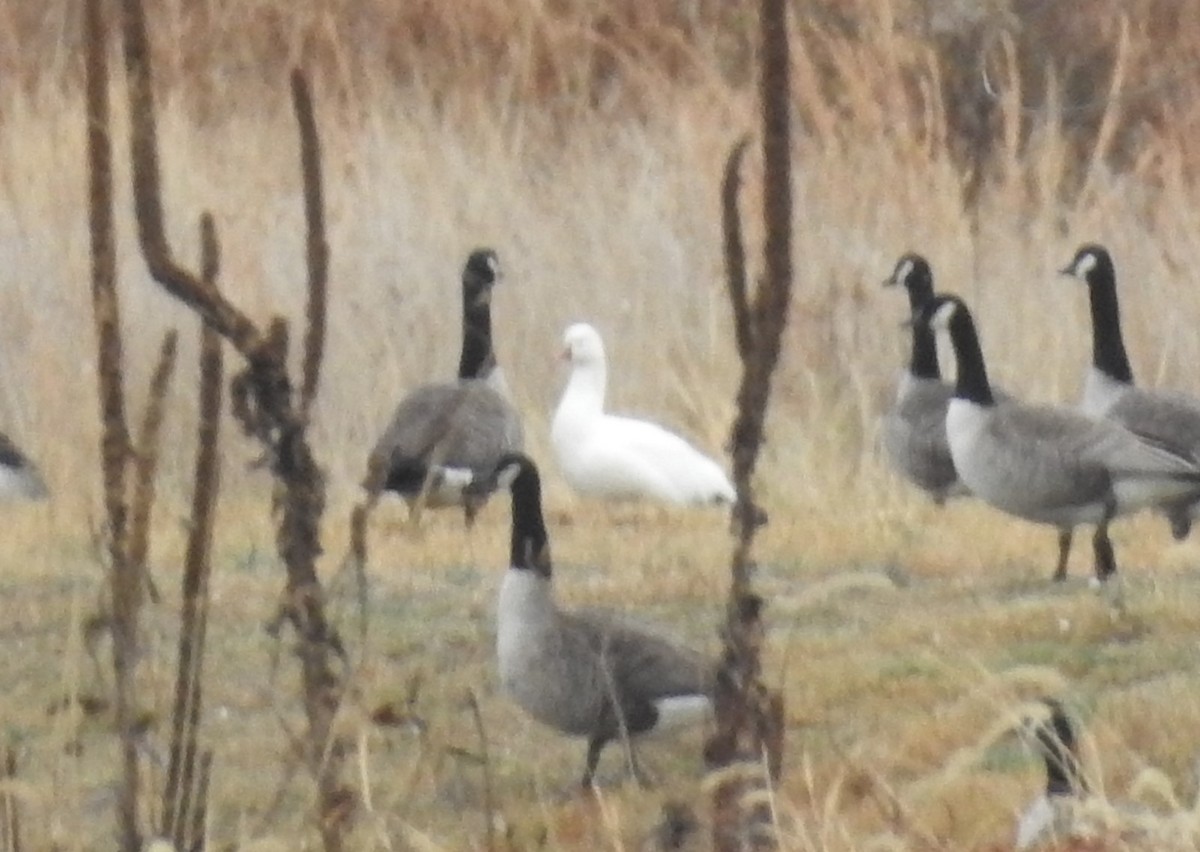 Ross's Goose - ML646173569