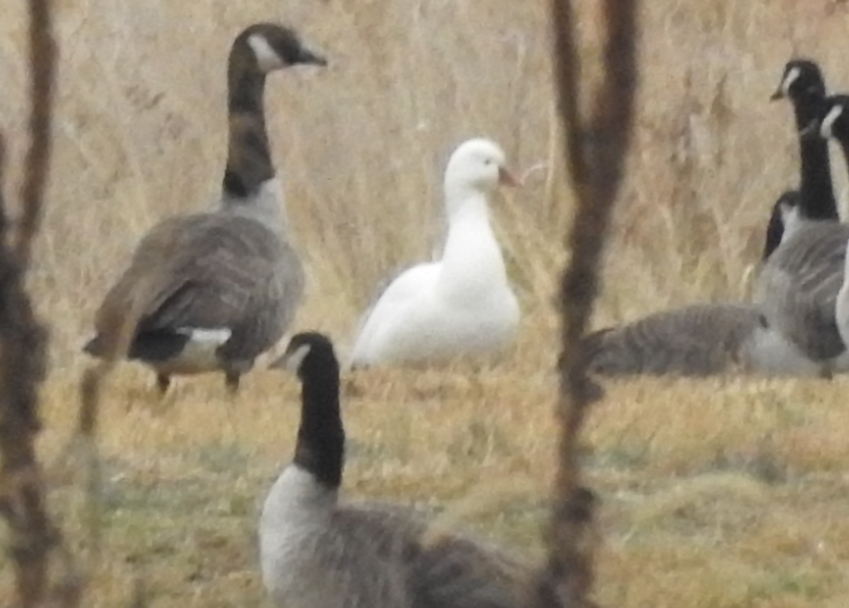Ross's Goose - ML646173570