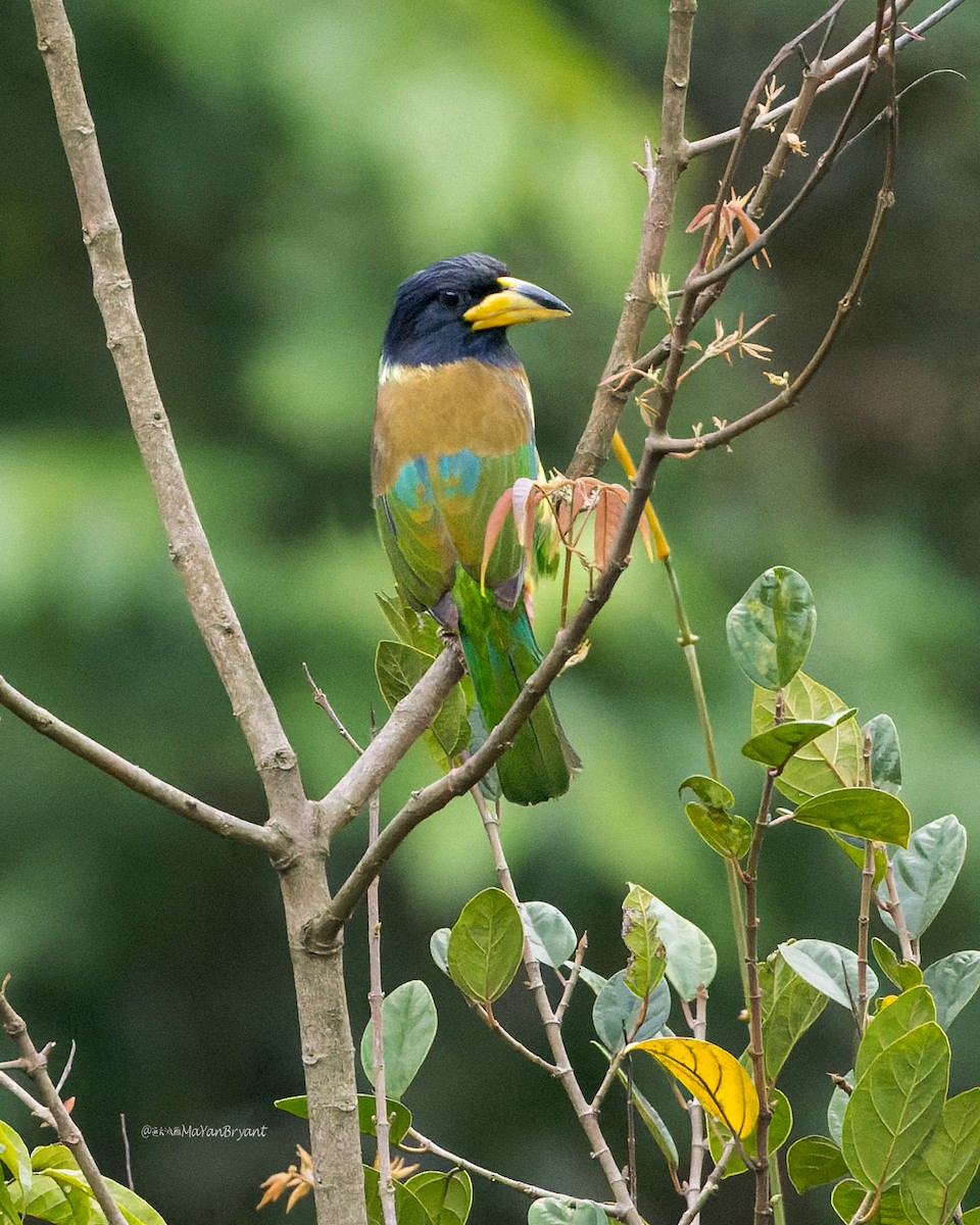 barbet velký - ML646173571