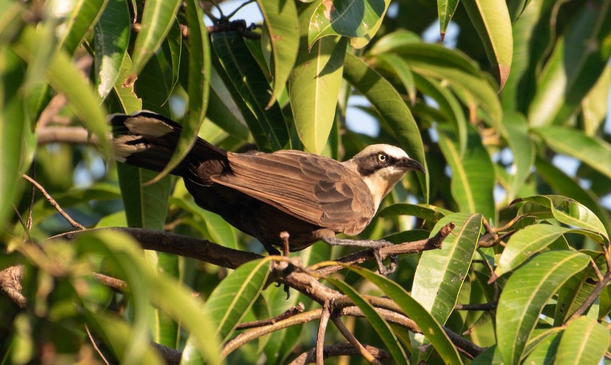 オーストラリアマルハシ - ML646173572