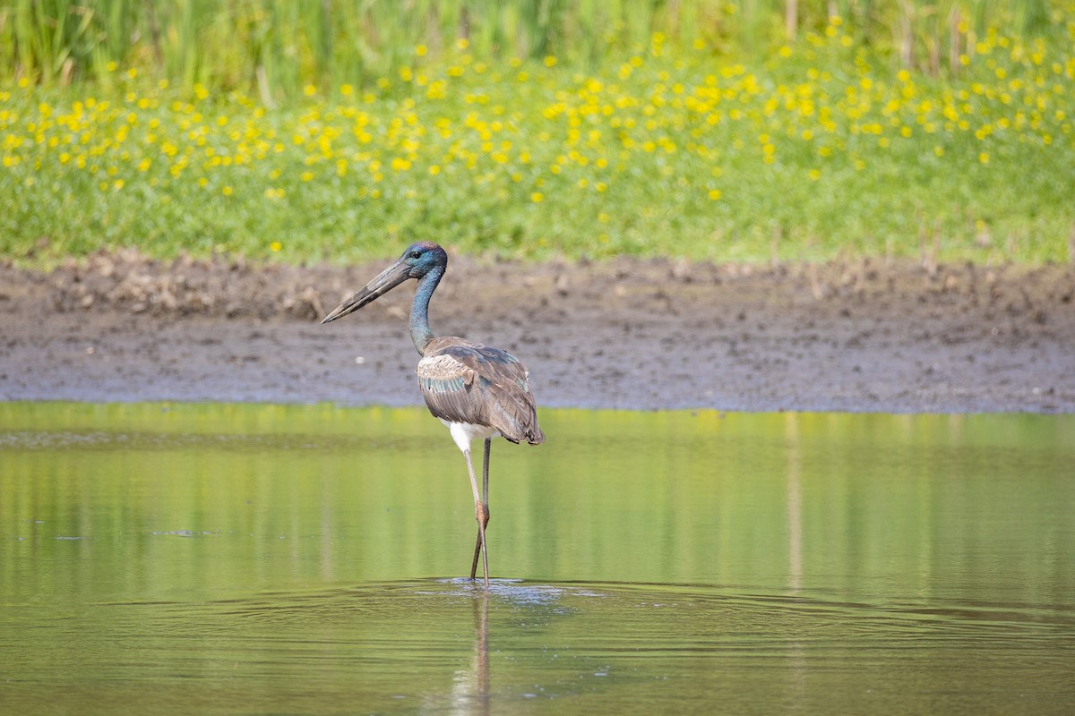 Riesenstorch - ML646173578