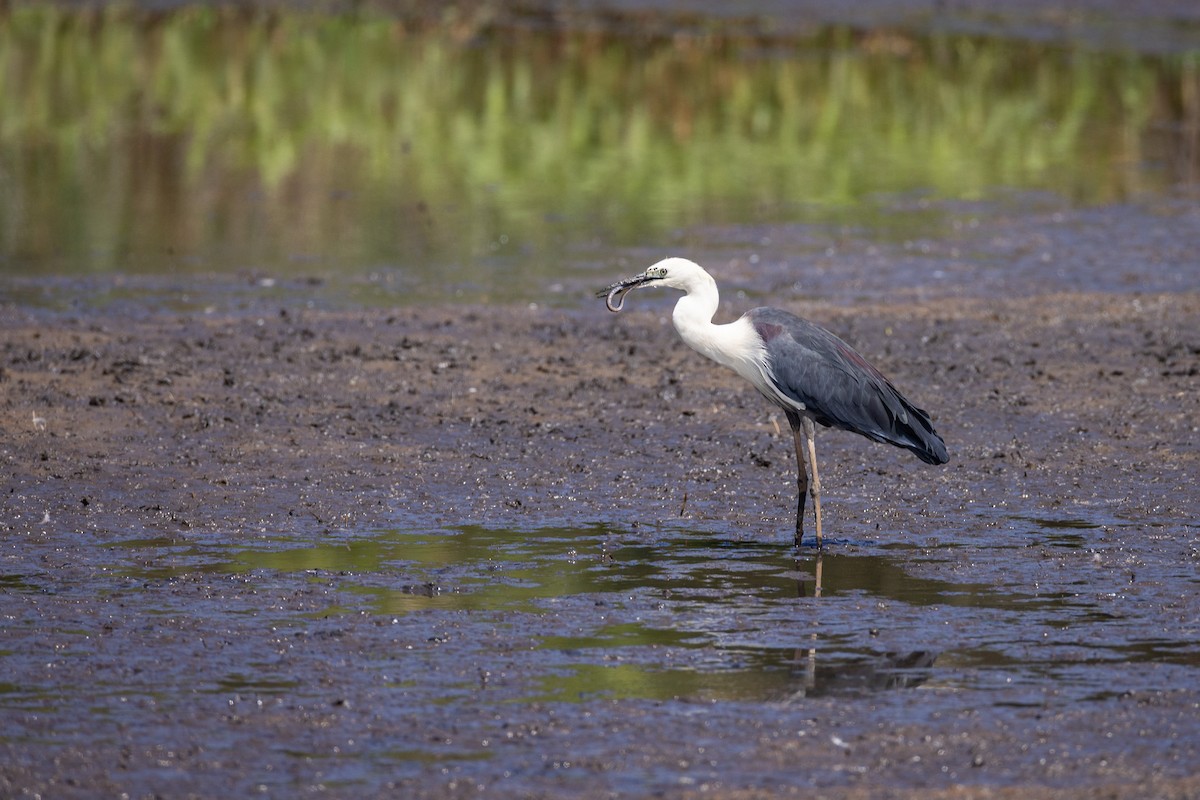 Weißhalsreiher - ML646173586