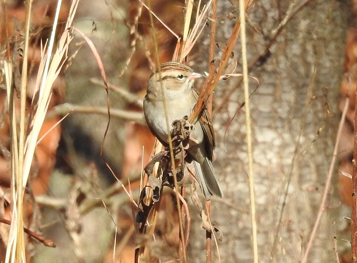 Chipping Sparrow - ML646173587