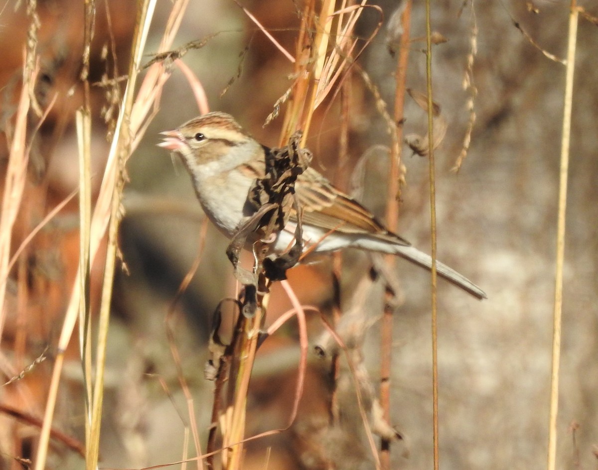Chipping Sparrow - ML646173588