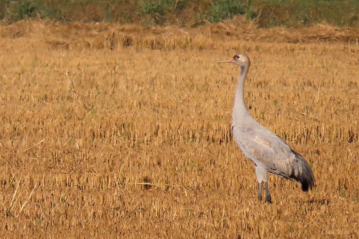 Common Crane - ML646173591