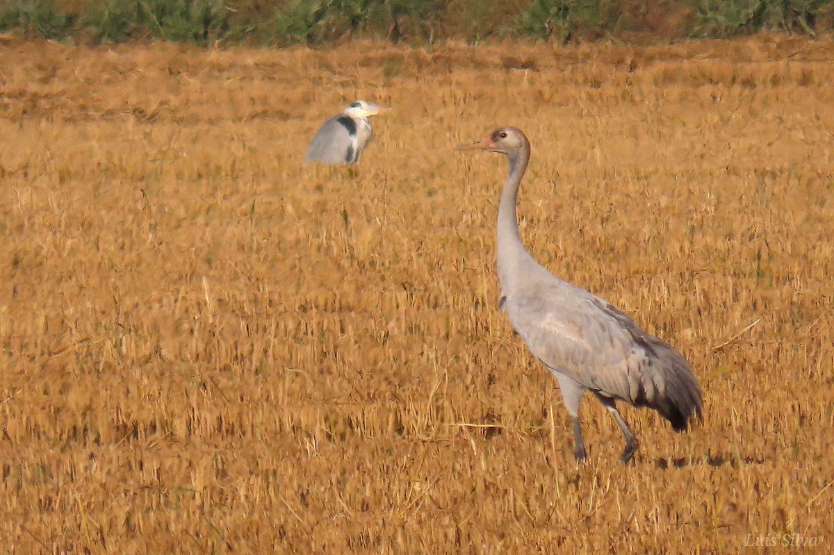 Common Crane - ML646173592