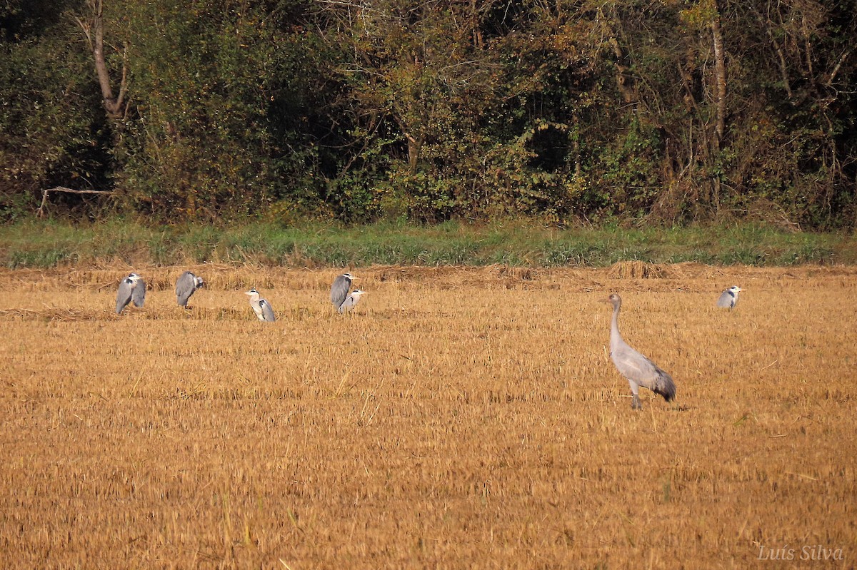 Common Crane - ML646173593