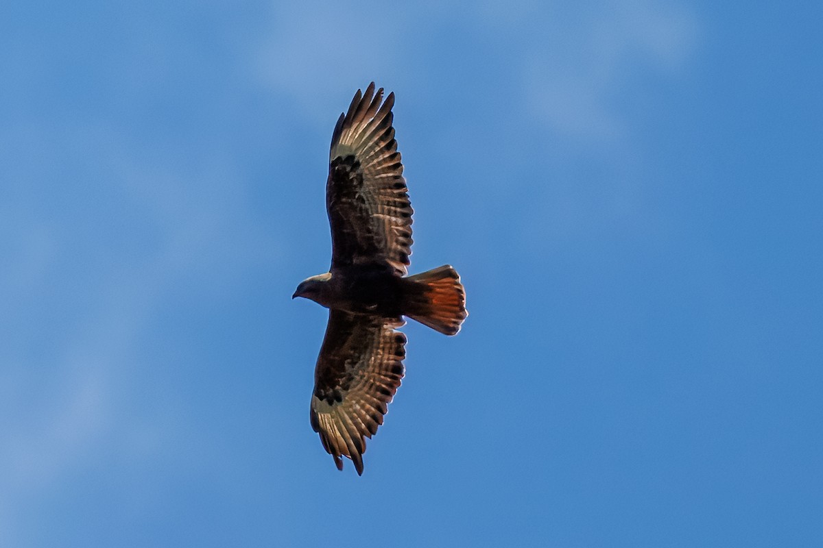 Common Buzzard (Steppe) - ML646173594