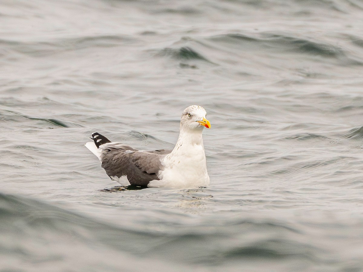 Lesser Black-backed Gull - ML646173601
