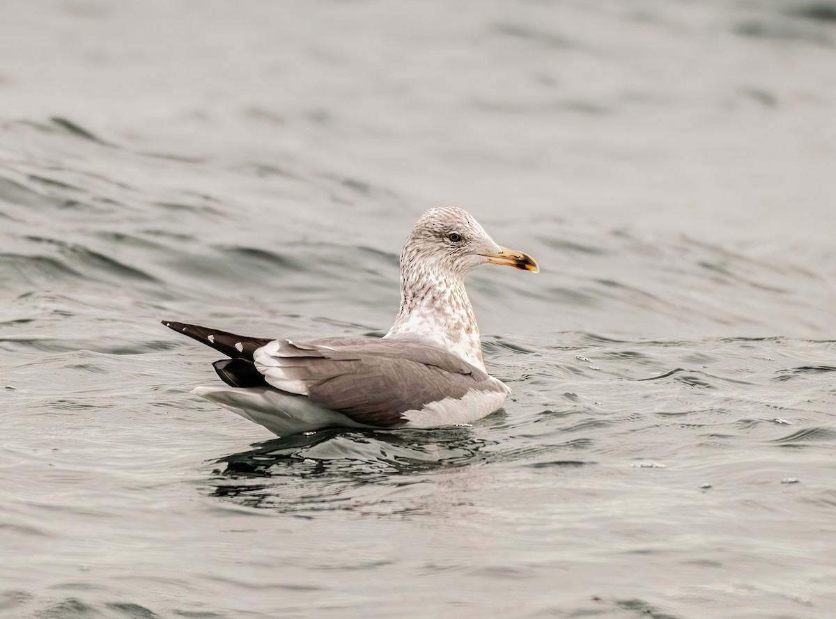 Lesser Black-backed Gull - ML646173602