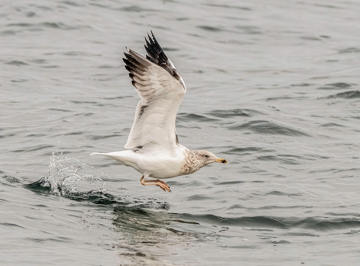 Lesser Black-backed Gull - ML646173604