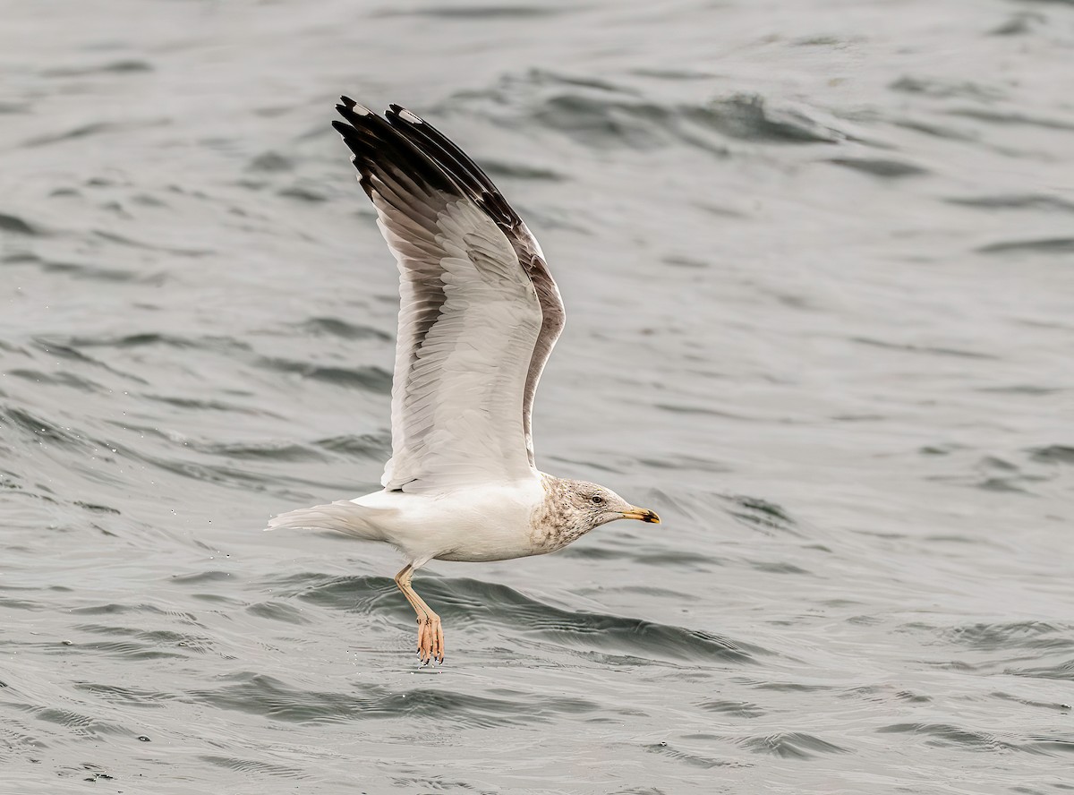 Lesser Black-backed Gull - ML646173605