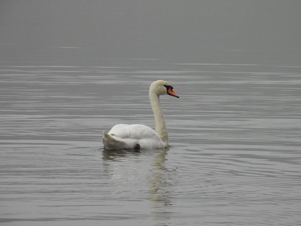 Cigno reale - ML646173607