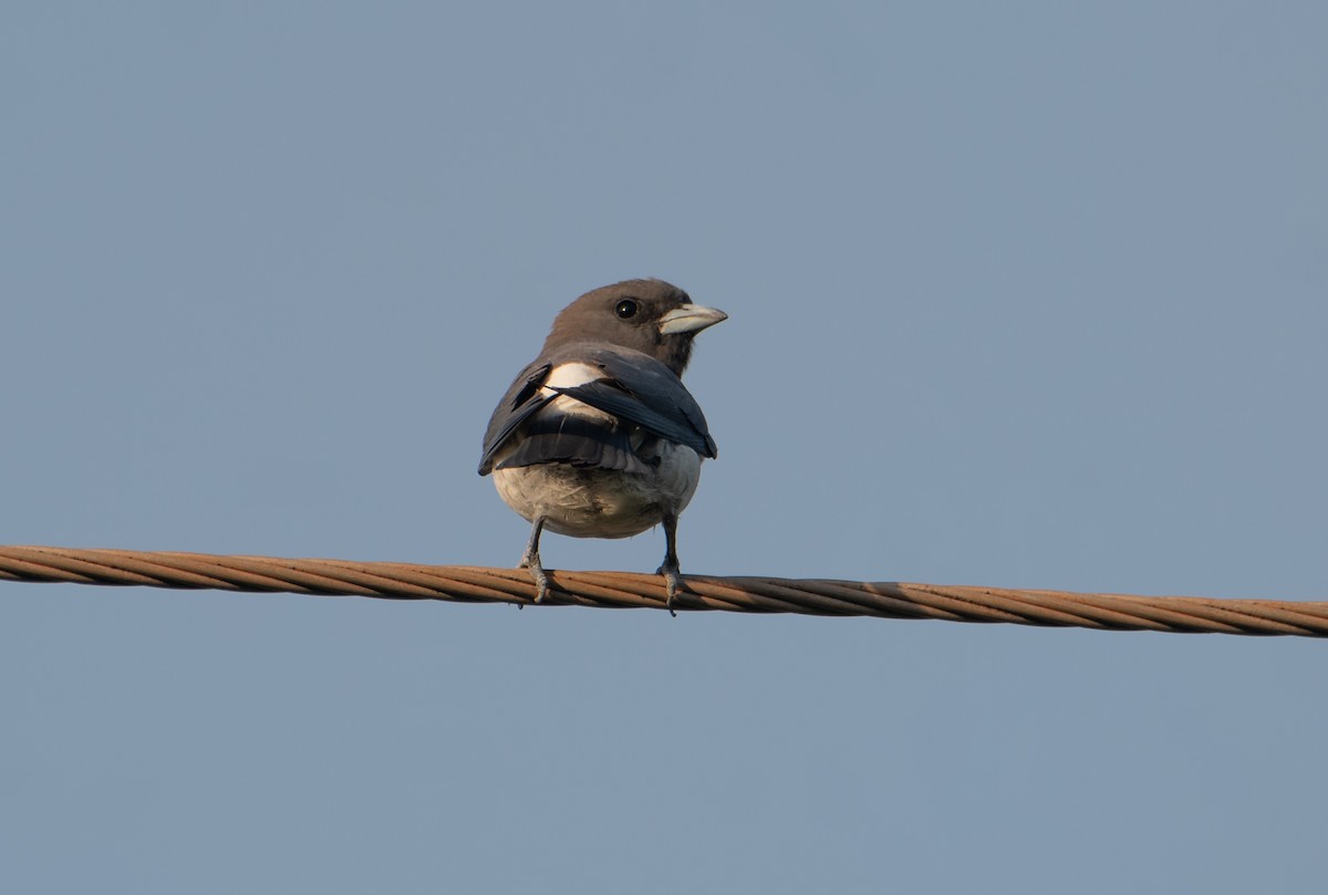 White-breasted Woodswallow - ML646173616