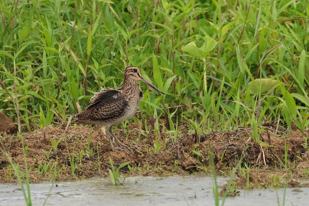 Pin-tailed Snipe - ML646173618