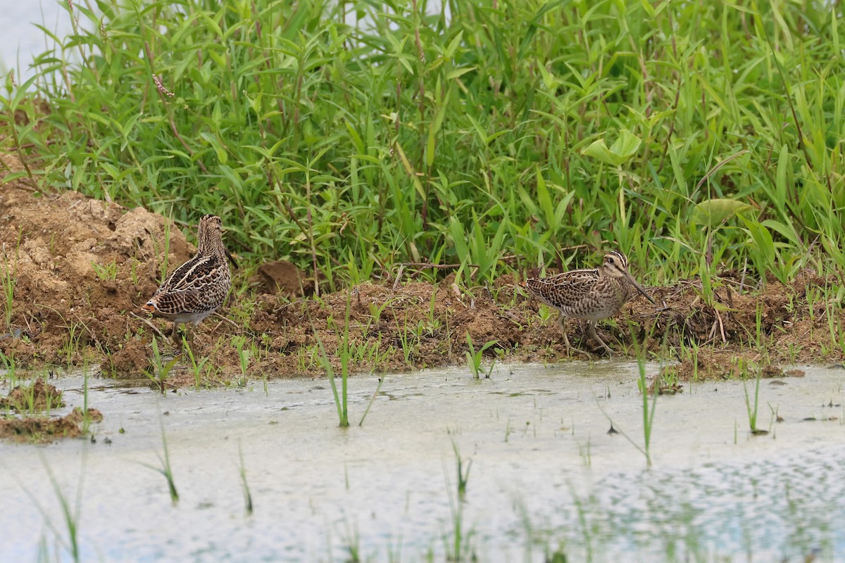 Pin-tailed Snipe - ML646173619